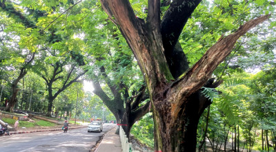 কংক্রিটের আস্তরণে প্রাণশক্তি হারাচ্ছে সিআরবির গাছ 